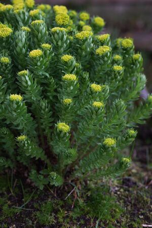Rhodiola rosea close-up after sunset.