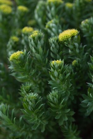 Rhodiola rosea close-up after sunset.の写真素材