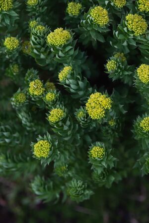 Rhodiola rosea close-up after sunset.の写真素材