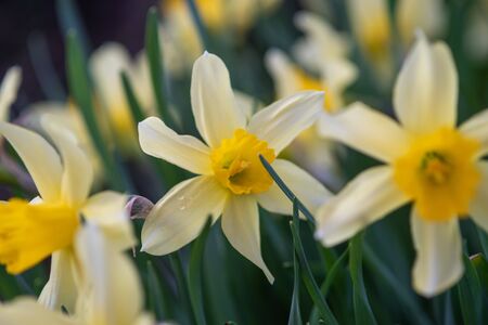 Daffodils in a flower bed close-up after sunset.の写真素材