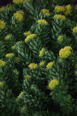Rhodiola rosea close-up after sunset.の写真素材