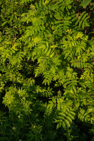 Landscape at sunset. Densely overgrown trees and shrubs with dense green foliage. Willow, bird cherry, kowan, wild rose.の写真素材