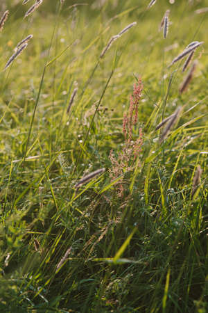 Field plants at sunset. The sun sets below the horizon creating contrasting combinations of herbs...