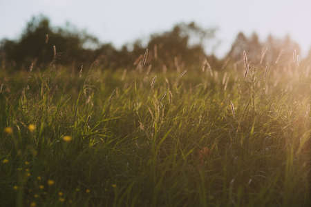 Landscape at sunset. Densely overgrown trees and shrubs with dense green foliage. Willow, bird cherry, kowan, wild rose.の写真素材