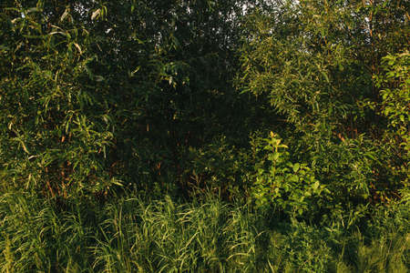 Landscape at sunset. Densely overgrown trees and shrubs with dense green foliage. Willow, bird cherry, kowan, wild rose.の写真素材