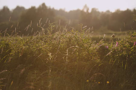 Landscape at sunset. Densely overgrown trees and shrubs with dense green foliage. Willow, bird cherry, kowan, wild rose.の写真素材