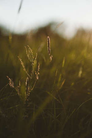 A field spider on a grass stalk in the light of the setting sunの写真素材