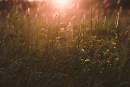 Landscape at sunset. Densely overgrown trees and shrubs with dense green foliage. Willow, bird cherry, kowan, wild rose.の写真素材