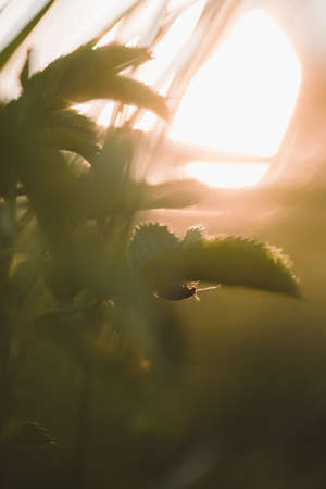 Field plants at sunset. The sun sets below the horizon creating contrasting combinations of herbs and plants.の写真素材