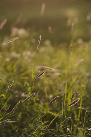 Field plants at sunset. The sun sets below the horizon creating contrasting combinations of herbs and plants.の写真素材