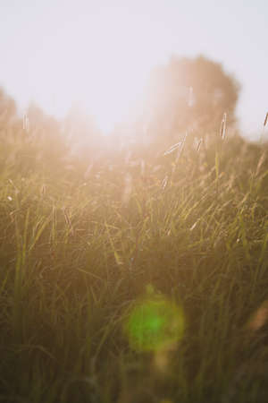 Field plants at sunset. The sun sets below the horizon creating contrasting combinations of herbs and plants.の写真素材