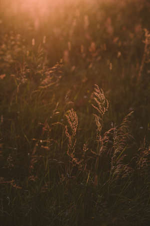 Landscape at sunset. Densely overgrown trees and shrubs with dense green foliage. Willow, bird cherry, kowan, wild rose.の写真素材