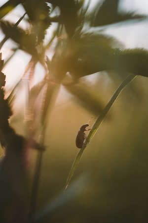 A field spider on a grass stalk in the light of the setting sunの写真素材