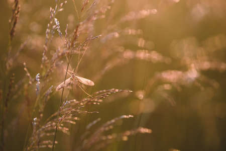 Field plants at sunset. The sun sets below the horizon creating contrasting combinations of herbs and plants.の写真素材