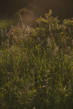 Field plants at sunset. The sun sets below the horizon creating contrasting combinations of herbs and plants.の写真素材