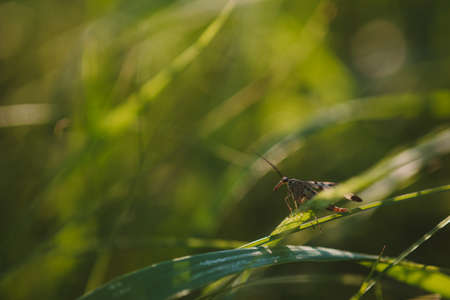 An insect sitting on a blade of grass in a field close up in the light of the setting sunの写真素材