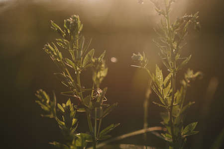 A field spider close up in the light of the setting sunの写真素材
