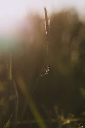 A field spider close up in the light of the setting sunの写真素材