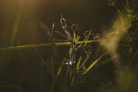 A field spider close up in the light of the setting sunの写真素材