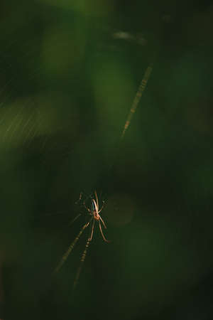 A field spider close up in the light of the setting sunの写真素材