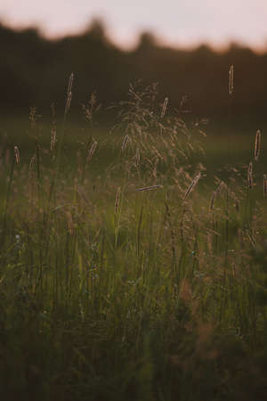 Field plants at sunset. The sun sets below the horizon creating contrasting combinations of herbs and plants.の写真素材