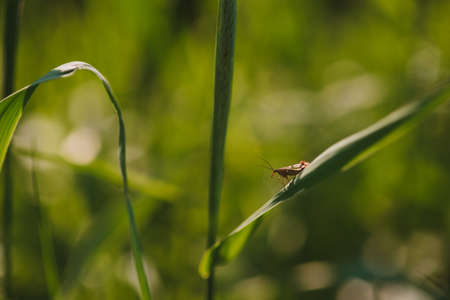 An insect sitting on a blade of grass in a field close up in the light of the setting sunの写真素材