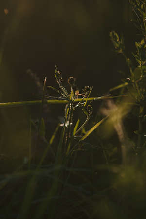 A field spider close up in the light of the setting sunの写真素材