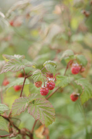 Fresh ripe raspberries on the bushes in the garden.の写真素材
