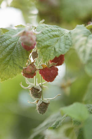 Fresh ripe raspberries on the bushes in the garden.の写真素材