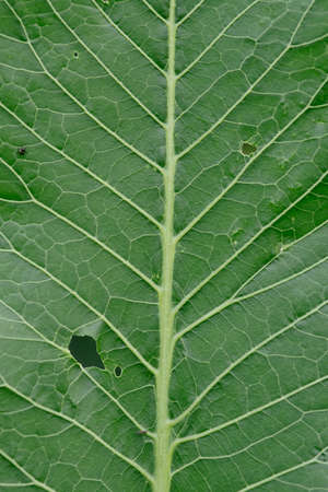 Close-up. Background. Horseradish leaf with traces of garden pests.damaged by garden pests.の写真素材