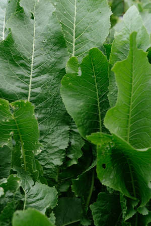 Horseradish in the garden bed close-up.の写真素材