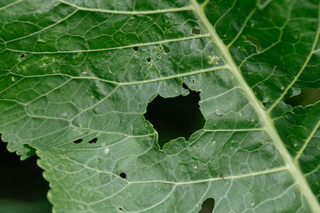 Close-up. Background. Horseradish leaf with traces of garden pests.damaged by garden pests.の写真素材