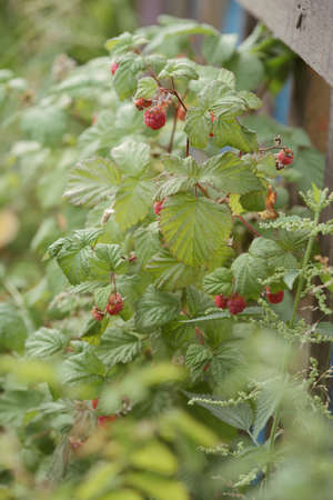 Fresh ripe raspberries on the bushes in the garden.の写真素材