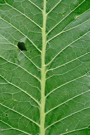Close-up. Background. Horseradish leaf with traces of garden pests.damaged by garden pests.の写真素材