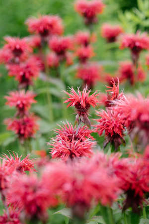 Close up. Red monarda blooms in the garden.の写真素材
