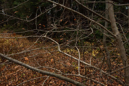 Branches of trees with fallen leaves in the autumn forest.の写真素材