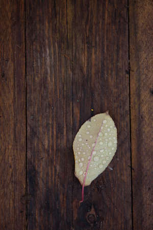 Fallen autumn leaves with raindrops close-up.の写真素材