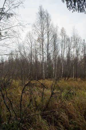 Branches of a fallen spruce overgrown with grass over the summer.の写真素材