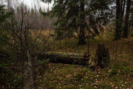 Broken rotten tree that fell as a result of a strong gust of wind.の写真素材