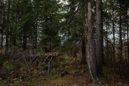 Broken rotten tree that fell as a result of a strong gust of wind.の写真素材