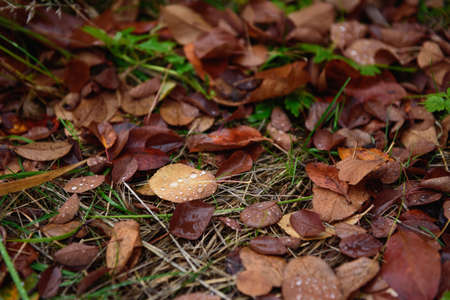 Fallen autumn leaves with raindrops close-up.の写真素材