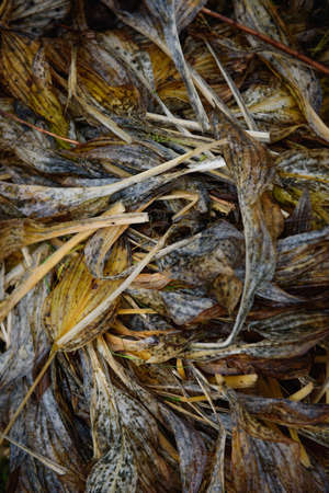 withered leaves of plants in autumn close-up.の写真素材