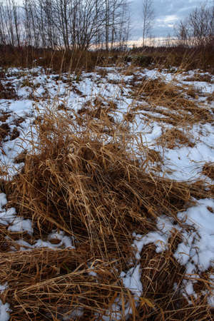 Field by the lake in late autumn with dry grass and the first snow. Scenic view.の写真素材
