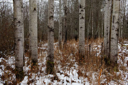 Landscape. Late autumn. Aspen and birch trees in a rowの写真素材
