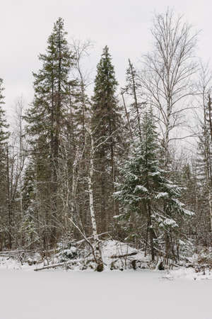 Beaver hut on the shore of a frozen lake in late autumn.の写真素材