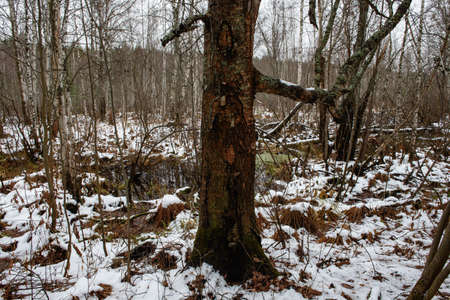 Old birch trees in late autumn after the first snow.の写真素材