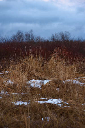 Field by the lake in late autumn with dry grass and the first snow. Scenic view.の写真素材