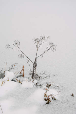 Details of the Northern forest. Plants on the shore of a frozen lakeの写真素材