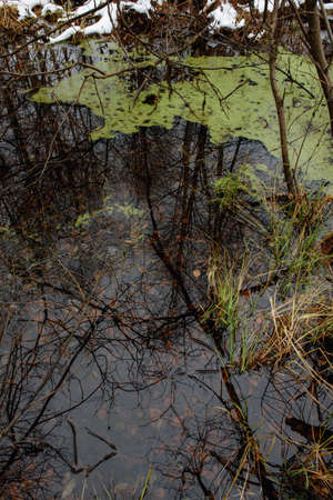 Forest pond in late autumn, powdered with snow on the shore with green vegetation in the water.の写真素材