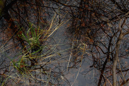 Forest pond in late autumn, powdered with snow on the shore with green vegetation in the water.